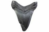 Fossil Megalodon Tooth - South Carolina #371856-1